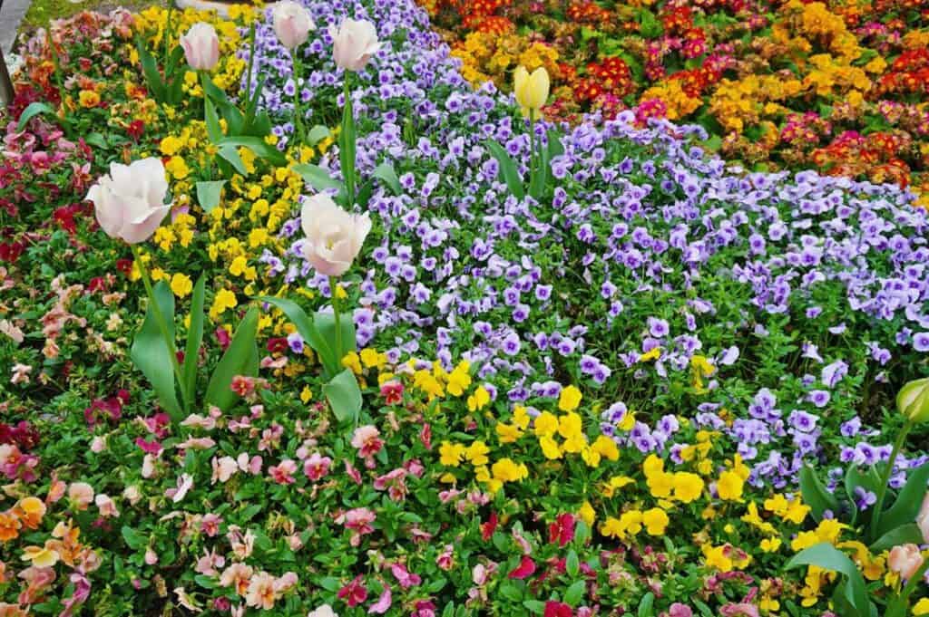チューリップと福岡産パンジー・プリムラ・アリッサムが咲くおもてなし花壇